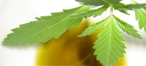 Cannabis Leaf & Extraction